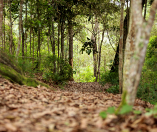 Sendero Robles Parque Chicaque