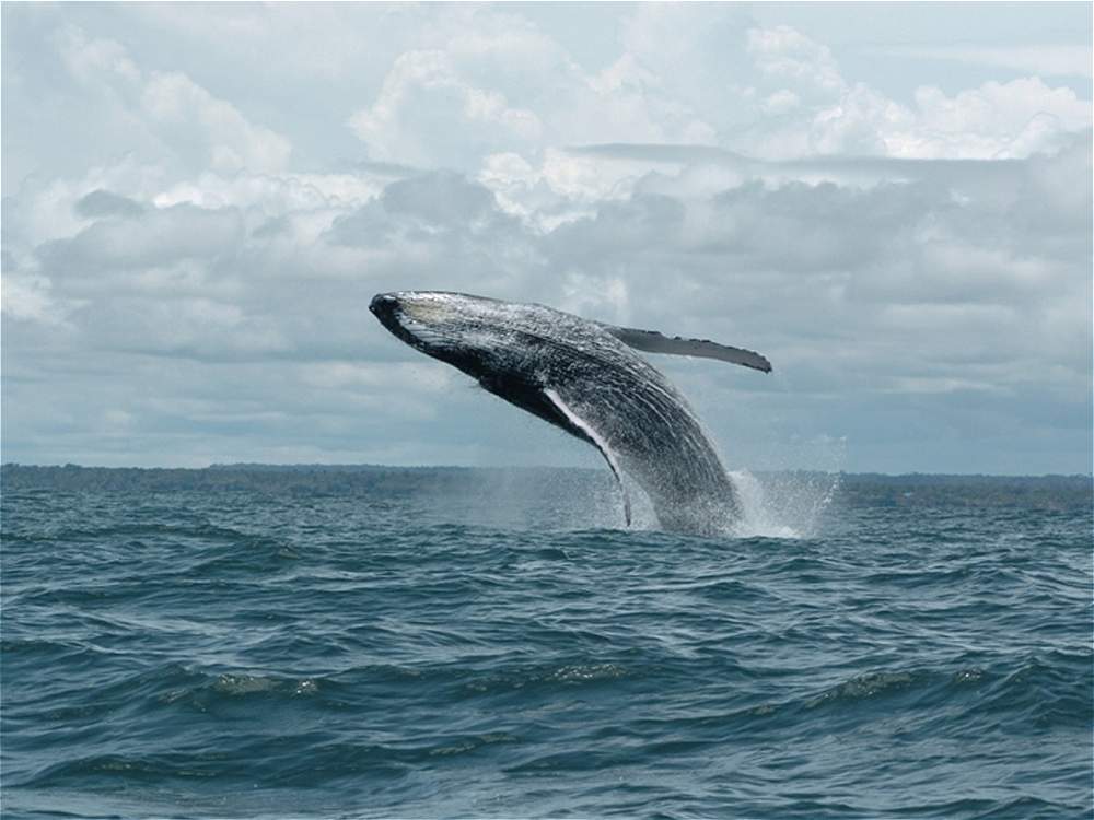 ballena